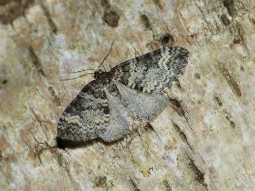 Perizoma sp.